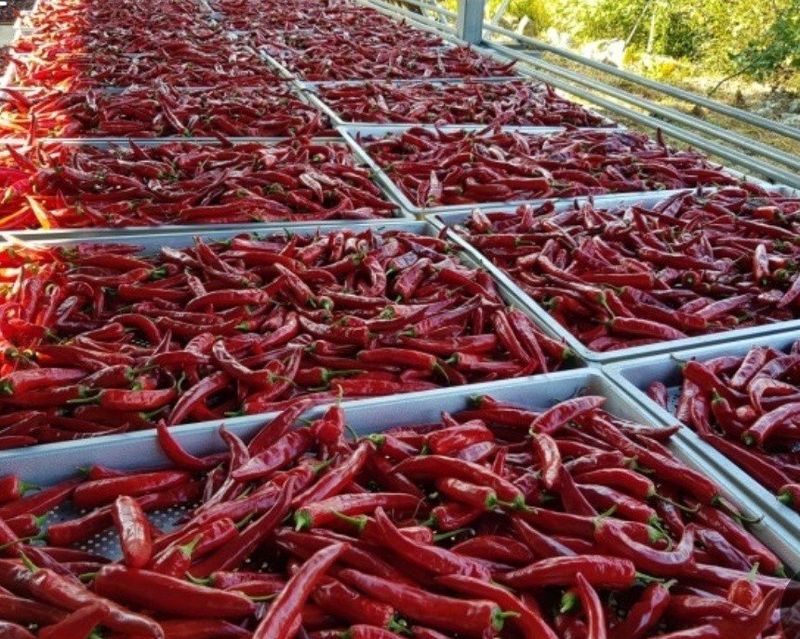 장금이1님의 장터 판매 상품 [햇고춧가루 특가행사 마감] 첨부 사진