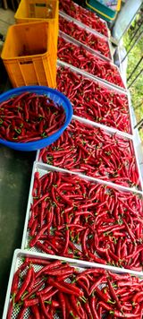 팜모닝 8월 내 작물 자랑하기·참여글 게시글 이미지