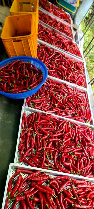 0722왕천님의 8월 내 작물 자랑하기 · 참여글 작성글 사진