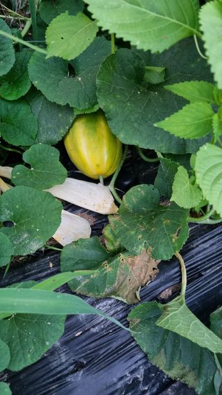 주화숙님의 8월 내 작물 자랑하기 · 참여글 작성글 사진