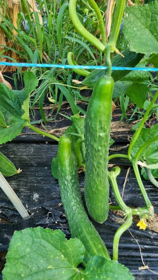 주화숙님의 8월 내 작물 자랑하기 · 참여글 작성글 사진