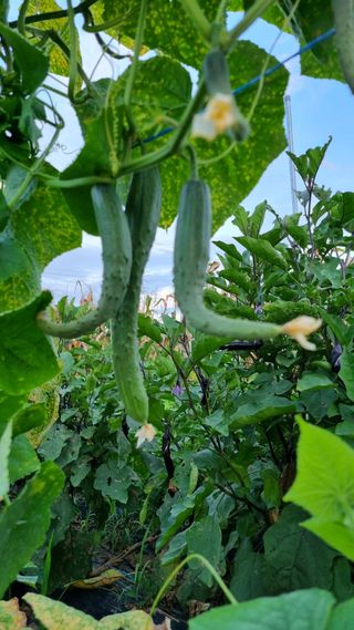 주화숙님의 8월 내 작물 자랑하기 · 참여글 작성글 사진