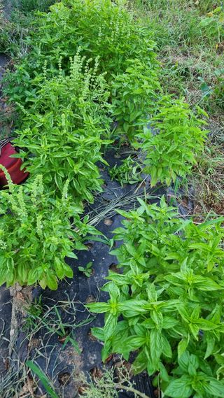 주화숙님의 8월 내 작물 자랑하기 · 참여글 작성글 사진