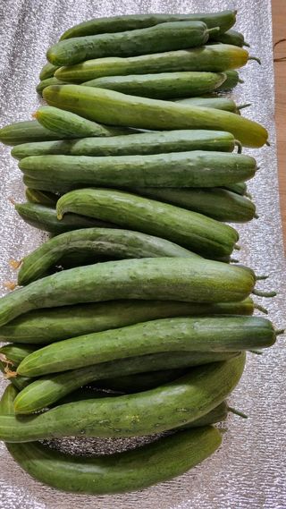 주화숙님의 8월 내 작물 자랑하기 · 참여글 작성글 사진