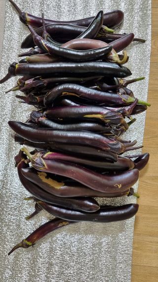 주화숙님의 8월 내 작물 자랑하기 · 참여글 작성글 사진