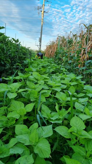 주화숙님의 8월 내 작물 자랑하기 · 참여글 작성글 사진