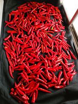 팜모닝 8월 내 작물 자랑하기·참여글 게시글 이미지