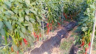 박흥구님의 8월 내 작물 자랑하기 · 참여글 작성글 사진