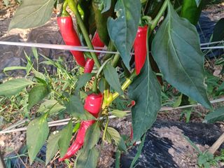 박흥구님의 8월 내 작물 자랑하기 · 참여글 작성글 사진