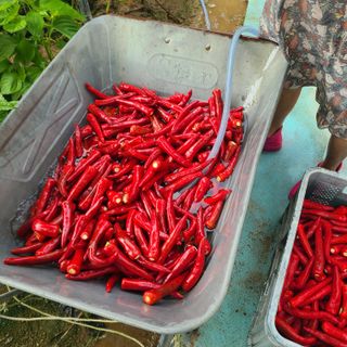 서병일님의 고추 · 품종•종자 작성글 사진