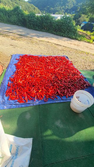 대파1462 김보환님의 8월 내 작물 자랑하기 · 참여글 작성글 사진