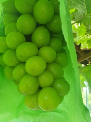 최지훈님의 8월 내 작물 자랑하기 · 참여글 작성글 사진