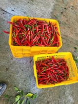 팜모닝 8월 내 작물 자랑하기·참여글 게시글 이미지