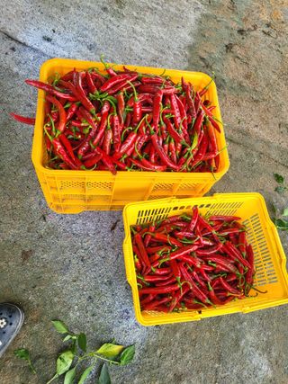 임애자님의 8월 내 작물 자랑하기 · 참여글 작성글 사진