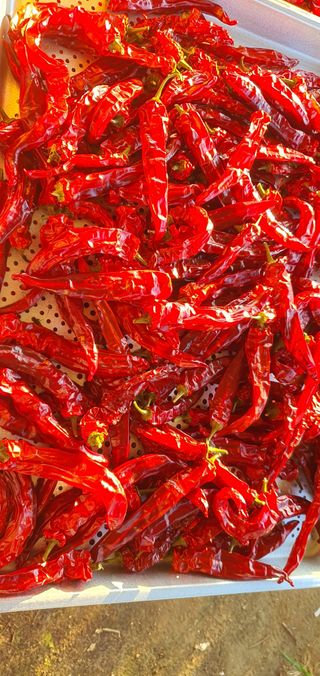 또순이떼지누리님의 8월 내 작물 자랑하기 · 참여글 작성글 사진