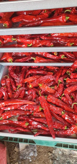 또순이떼지누리님의 8월 내 작물 자랑하기 · 참여글 작성글 사진