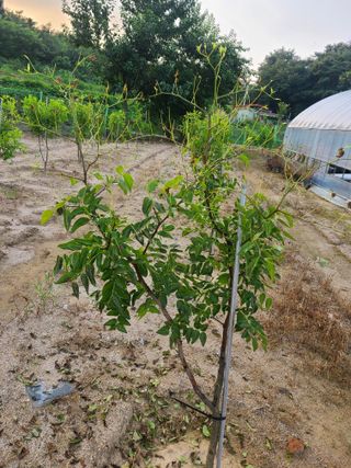 공홍식님의 8월 내 작물 자랑하기 · 참여글 작성글 사진