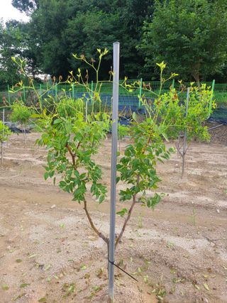 공홍식님의 8월 내 작물 자랑하기 · 참여글 작성글 사진