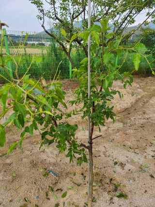 공홍식님의 8월 내 작물 자랑하기 · 참여글 작성글 사진