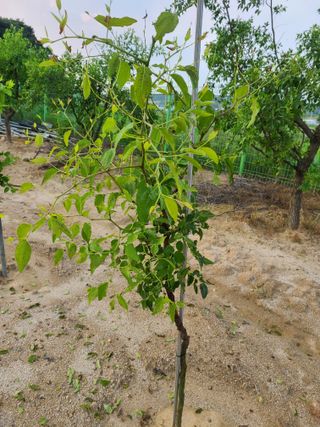 공홍식님의 8월 내 작물 자랑하기 · 참여글 작성글 사진