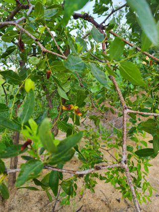 공홍식님의 8월 내 작물 자랑하기 · 참여글 작성글 사진
