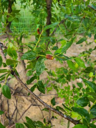 공홍식님의 8월 내 작물 자랑하기 · 참여글 작성글 사진