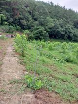 팜모닝 8월 내 작물 자랑하기·참여글 게시글 이미지