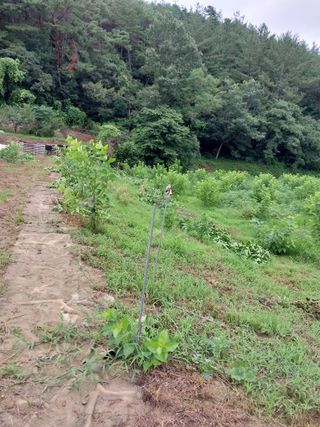 조봉래님의 8월 내 작물 자랑하기 · 참여글 작성글 사진