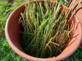 심기정님의 8월 내 작물 자랑하기 · 참여글 작성글 사진