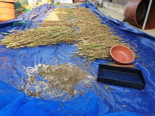 심기정님의 8월 내 작물 자랑하기 · 참여글 작성글 사진