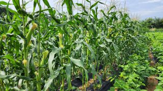 착칸농부님의 8월 내 작물 자랑하기 · 참여글 작성글 사진