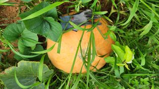 착칸농부님의 8월 내 작물 자랑하기 · 참여글 작성글 사진