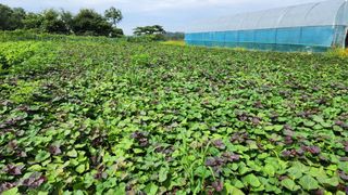 착칸농부님의 8월 내 작물 자랑하기 · 참여글 작성글 사진