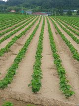 팜모닝 8월 내 작물 자랑하기·참여글 게시글 이미지