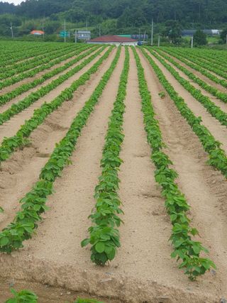 상큼너구리님의 8월 내 작물 자랑하기 · 참여글 작성글 사진