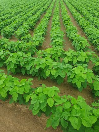 상큼너구리님의 8월 내 작물 자랑하기 · 참여글 작성글 사진