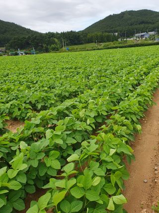 상큼너구리님의 8월 내 작물 자랑하기 · 참여글 작성글 사진