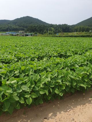 상큼너구리님의 8월 내 작물 자랑하기 · 참여글 작성글 사진