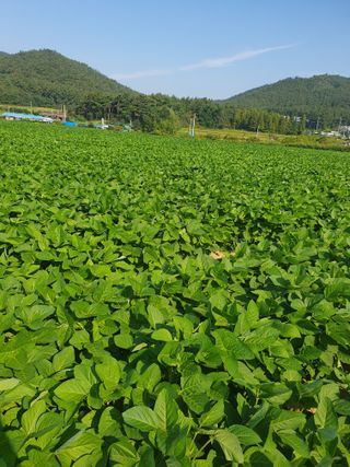 상큼너구리님의 8월 내 작물 자랑하기 · 참여글 작성글 사진