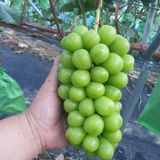 팜모닝 8월 내 작물 자랑하기·참여글 게시글 이미지