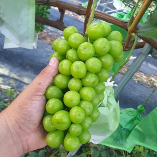 최순호님의 8월 내 작물 자랑하기 · 참여글 작성글 사진