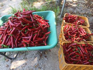 노유택 님의 8월 내 작물 자랑하기 · 참여글 작성글 사진