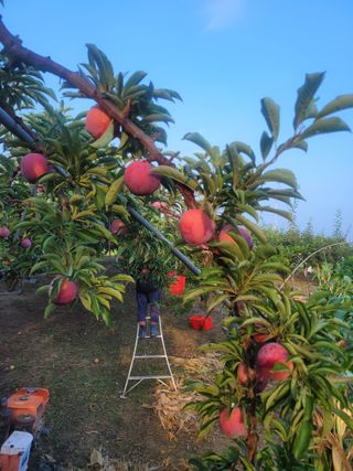 우경농원님의 8월 내 작물 자랑하기 · 참여글 작성글 사진