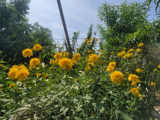 우경농원님의 8월 내 작물 자랑하기 · 참여글 작성글 사진