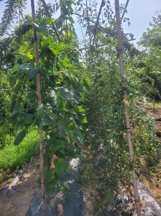 우경농원님의 8월 내 작물 자랑하기 · 참여글 작성글 사진