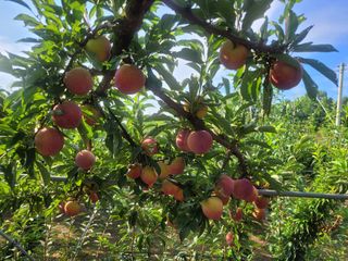우경농원님의 8월 내 작물 자랑하기 · 참여글 작성글 사진