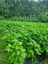 팜모닝 8월 내 작물 자랑하기·참여글 게시글 이미지