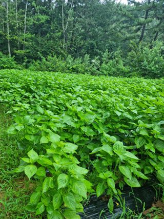 조호곤님의 8월 내 작물 자랑하기 · 참여글 작성글 사진