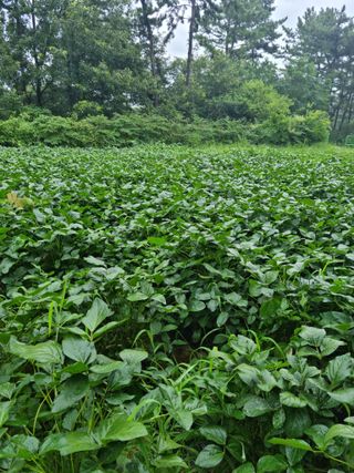 조호곤님의 8월 내 작물 자랑하기 · 참여글 작성글 사진