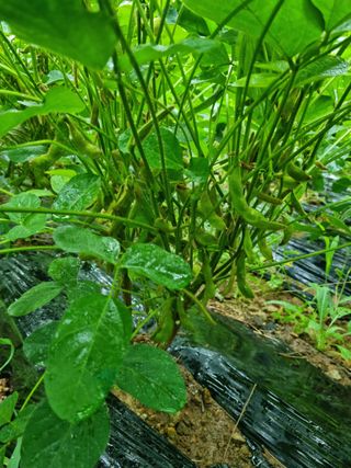 조호곤님의 8월 내 작물 자랑하기 · 참여글 작성글 사진